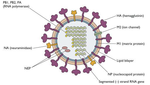 Kasus Flu dan Campak Meningkat Masyarakat Diminta Waspada Awal 2026